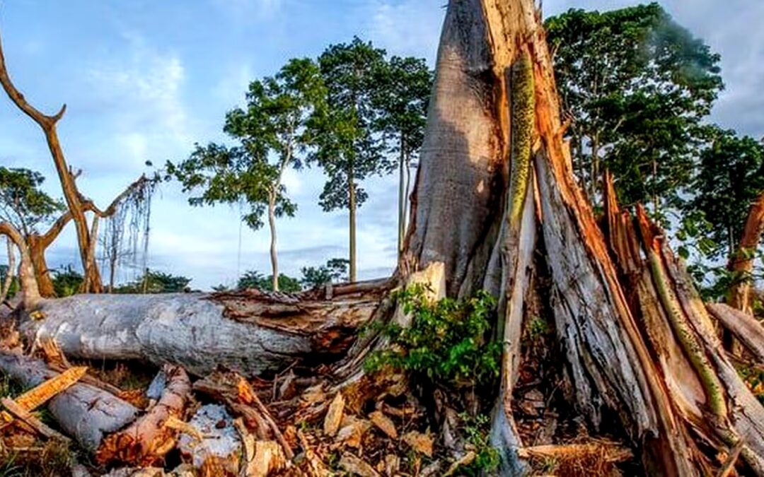 Quand la demande mondiale de cacao consume les forêts tropicales